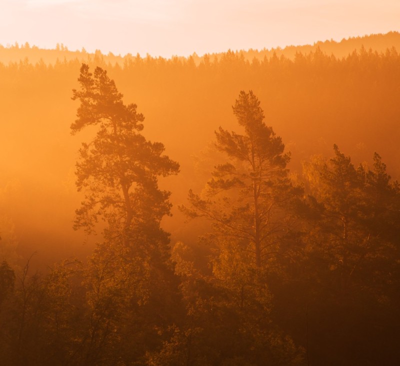 Create meme: forest dawn, Buzuluk Forest National Park, landscape fog