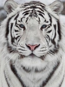 Create meme: white Bengal tiger, the Amur tiger white, Bengal tiger