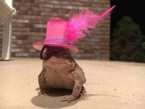 Создать мем: жаба, лягушка в шляпе, жабка в шляпке
