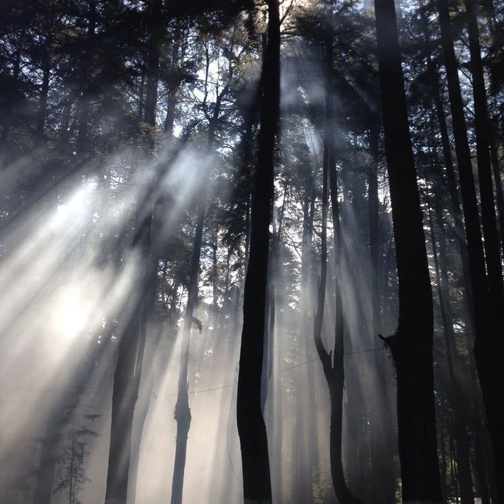 Create meme: scary forest at night, The sun through the forest, forest fog