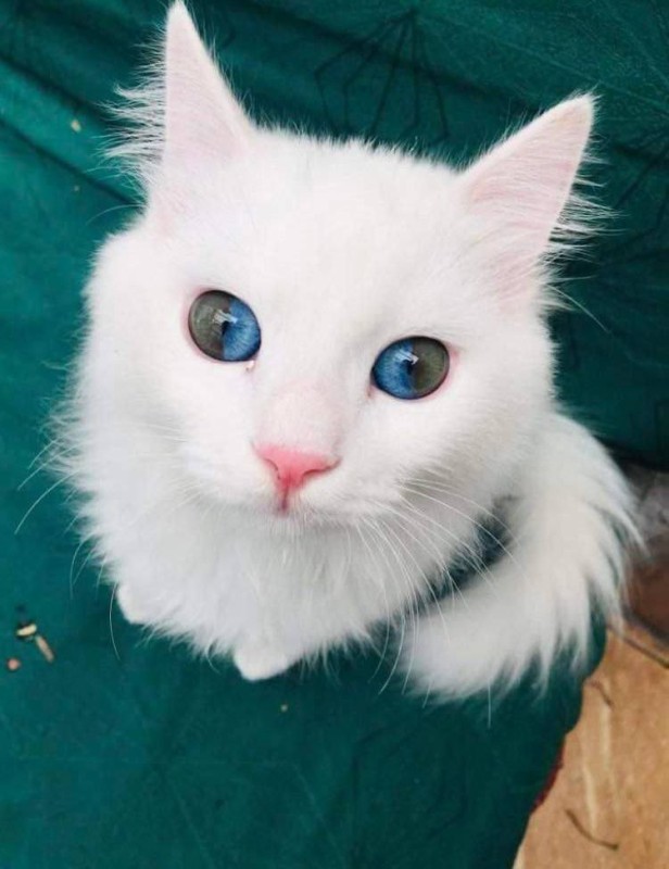 Create meme: Turkish van heterochromia, cat , heterochromia in cats