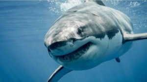 Создать мем: акула людоед, большая белая акула, белая акула