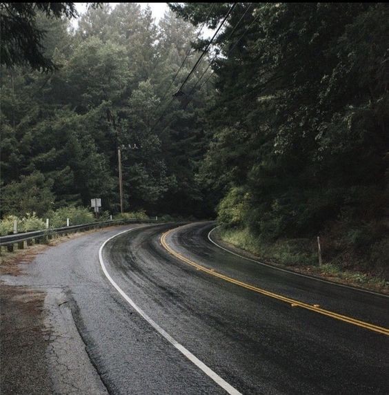 Create meme: road forest, forest road, nature 