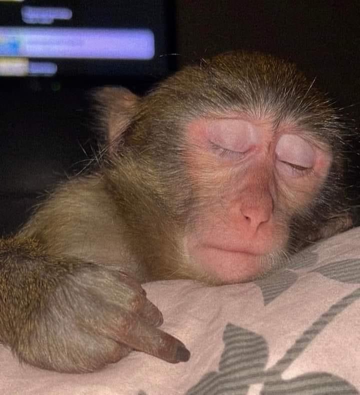 Создать мем: спящая мартышка мем, обезьяна гладит, обезьяна