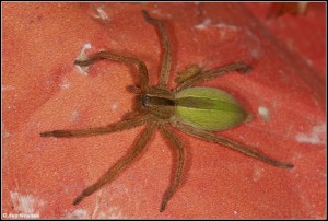 Create meme: spider micromata green, cheiracanthium punctorium photo, cheiracanthium mildei