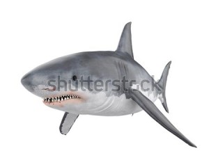 Create meme: shark 6 model, shark 3D model, tiger shark with no background