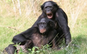 Create meme: Bonobo male, male chimpanzees, chimpanzees common