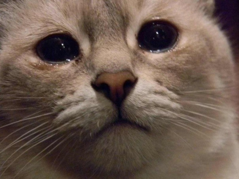Create meme: sad cat , meme sadness , crying cat