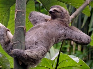 Create meme: animal sloth, epidemic, sloth