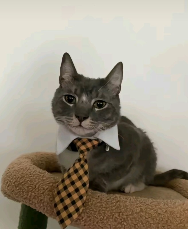 Create meme: Kote , business cat, cat 