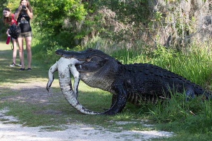 Create meme: alligator crocodile, the biggest crocodiles in the world, the biggest crocodiles