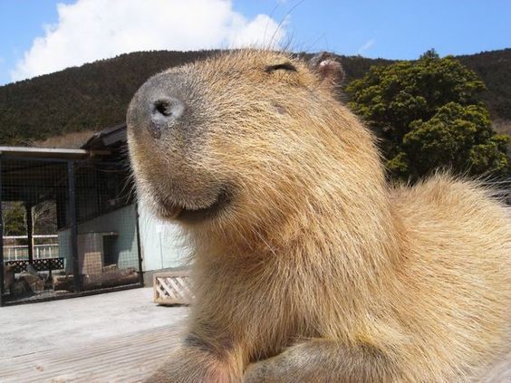 Создать мем: животное капибара, capybara, капибара улыбается