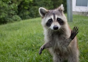 Create meme: raccoon, cute raccoons pictures, funny pictures of raccoons