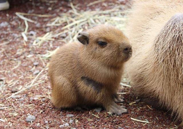 Create meme: a pet capybara, capybara cub, little capybara