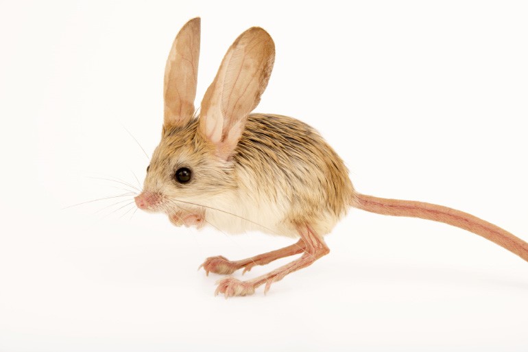 Create meme: jerboa, animal jerboa, jerboa emuranchik