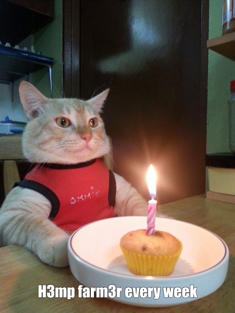 happy birthday cute cat meme