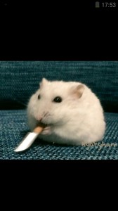 Create meme: Djungarian hamster, hamster