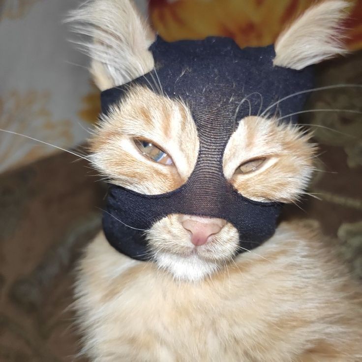 Создать мем: смешные коты, маска кошки, кот в маске