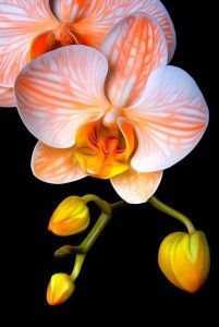 Create meme: diamond mosaic Orchid, graceful Orchid diamond Granny, Orchid orange