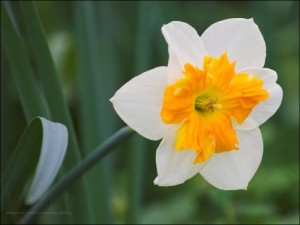 Create meme: perennial flowers for Ural, daffodil, the story of colors