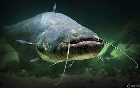 Create meme: catfish fish