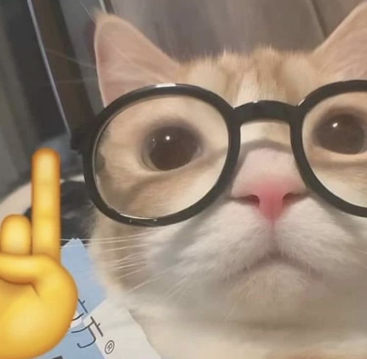 Create meme: cat with glasses, the nerd cat, cute cats funny