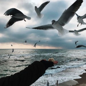 Create meme: birds over the sea, sea gulls love, Seagull