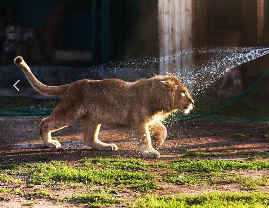 Create meme: simba the rescued lion cub, lion cub simba walks in tanzania, Chelyabinsk lion cub simba in tanzania