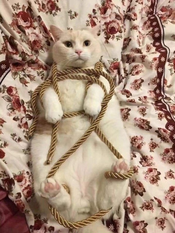 Create meme: Shibari the cat, shibari cats, the bound cat