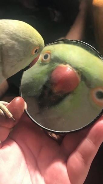 Create meme: the parrot looks in the mirror, The surprised parrot, A parrot looks in the mirror meme