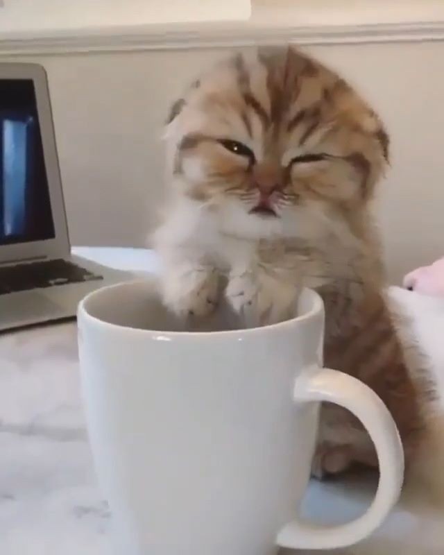 Create meme: cat , morning cat, a cat with a mug