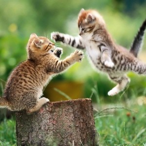 Create meme: cats are playing, kittens are fighting, the cat is playing