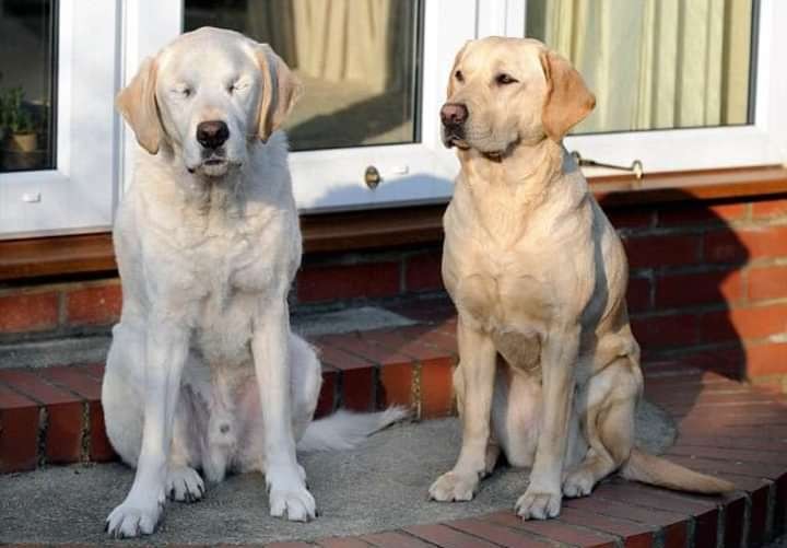 Create meme: breed Labrador, Labrador dog, Labrador 