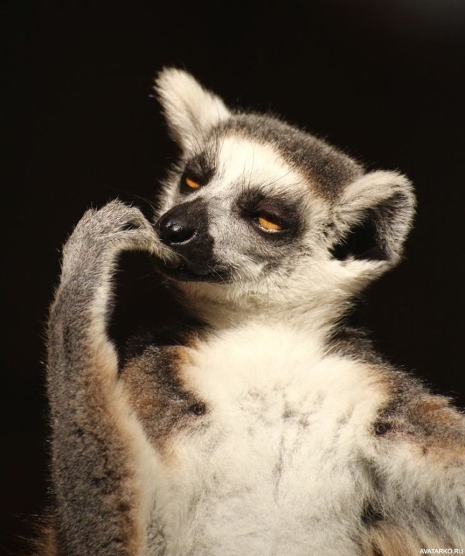 Create meme: uzbagoysya lemur, lemur , lemur zbagoen