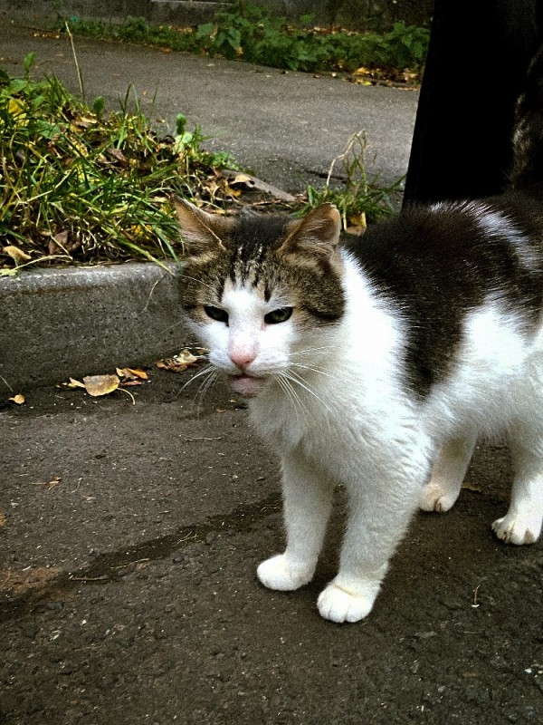 Create meme: Siberian rat trap cat, yard cats, street cats