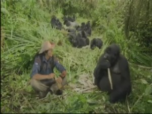 Create meme: gorilla mating video, gorilla, mountain gorilla