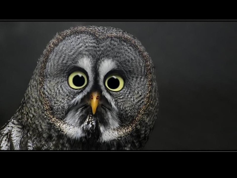 Create meme: owl's surprised look, gray unclear eyes, surprised owl