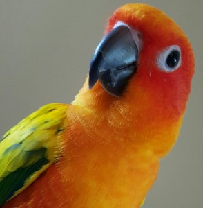 Create meme: bird parrot, parrot sun conure