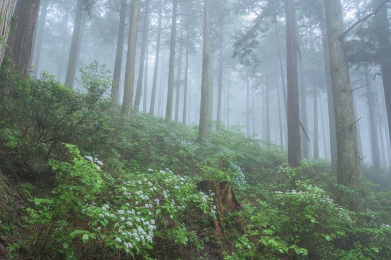 Create meme: forest , a path in the forest, forest misty