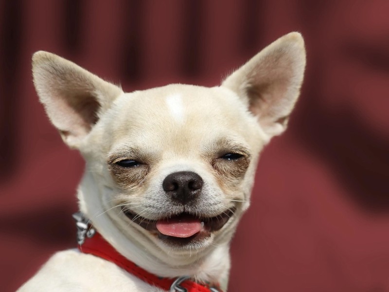 Create meme: chihuahua, thai chihuahua, chihuahua hua