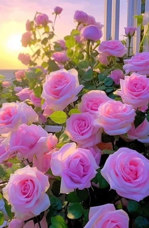 Create meme: beautiful flowers , flowers roses pink, flowers beautiful roses
