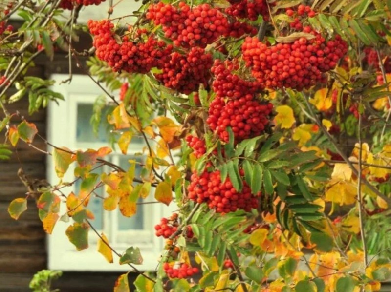 Create meme: viburnum tree rowan tree, viburnum rowan, rowan autumn