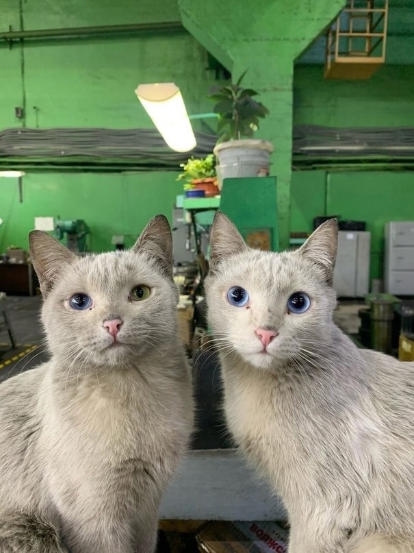 Создать мем: кошка, голубые кошки породы, русская голубая