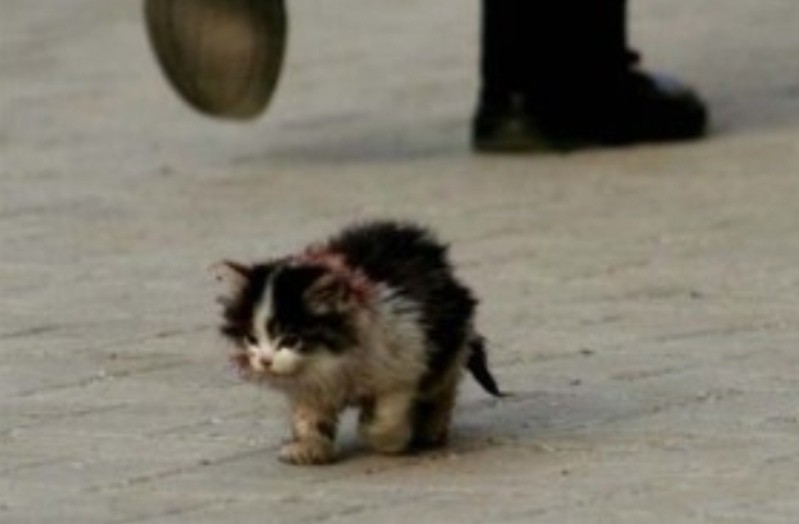 Create meme: the cat is homeless, Kitten, I will definitely survive the original, I will definitely survive kitten meme