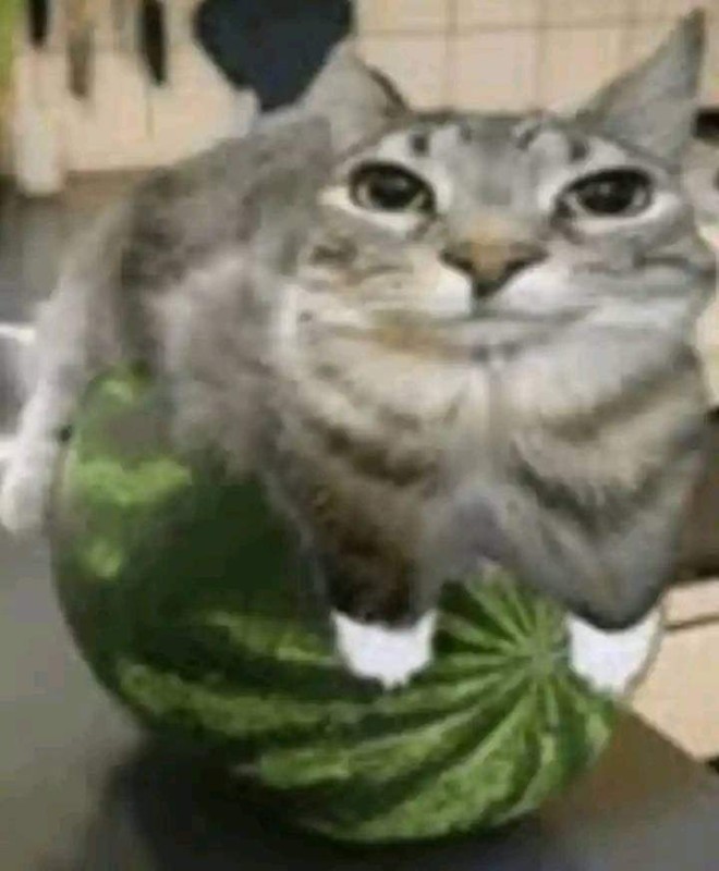 Create meme: cat on a watermelon, a cat with a watermelon, kitten and a watermelon