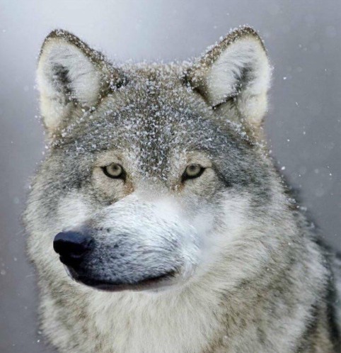 Создать мем: волк волк, волк серый, ауф волк