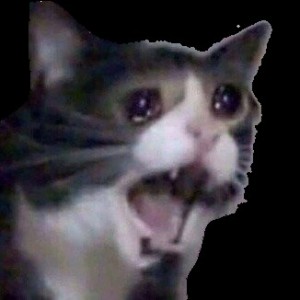 Create meme: cat, cat crying meme, cat