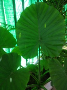 Create meme: alocasia, alocasia bloom photo, alocasia macrorrhiza