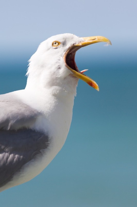 Create meme: Seagull , auduen 's seagull, the screaming seagull