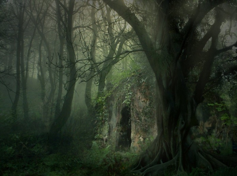 Create meme: mystical forest art, The dark fairy forest, fantasy forest